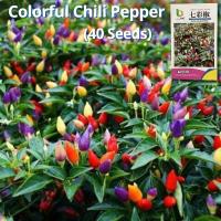 ราคา เมล็ดพันธุ์ พริกหลากสี F1 เมล็ดพริกไทยร้อน บรรจุ 40 เมล็ด Colorful Hot Pepper Seed Vegetable Seeds for Planting เมล็ดพันธุ์พริก เมล็ดพันธุ์ผัก ผักสวนครัว บอนไซ ผักออร์แกนิก พันธุ์ผัก เมล็ดผัก เมล็ดพัน