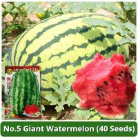 ราคา เมล็ดพันธุ์แตงโมยักษ์ เนื้อสีแดง หวานสุดๆ บรรจุ 40 เมล็ด No 5 Giant Watermelon Seed Fruit Seeds for Planting เมล็ดแตงโมยักษ์ เมล็ดพันธุ์ผลไม้ เมล็ดพันธุ์ OP F1 แท้ ผลไม้อินทรีย์ ต้นไม้ผลกินได้ เมล็ดผล