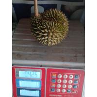 ราคา ทุเรียนพวงมณี 600 800 กรัม ต่อลูก สุกเละ (21805374936)