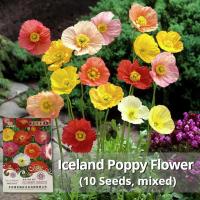 ราคา เมล็ดพันธุ์ ดอกป๊อปปี้ เมล็ดดอกป๊อปปี้ คละสี บรรจุ 10 เมล็ด California Poppy Iceland Poppy Flower Seeds เมล็ดดอกไม้ พันธุ์ดอกไม้ บอนสีหายาก เมล็ดบอนสี ต้นไม้มงคล บอนสี บอนไซ ดอกไม้จริง ต้นไม้ประดับ ดอ
