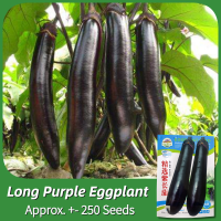 ราคา ของแท้ 100 เมล็ดพันธุ์มะเขือยาว บรรจุ 250 เมล็ด Purple Eggplant Seed Vegetable Seeds for Planting เมล็ดมะเขือยาวสีม่วง มะเขือยาวญี่ปุ่น เมล็ดพันธุ์ OP แท้ ผักสวนครัว ผักออร์แกนิก F1 เมล็ดพันธุ์ผัก พัน