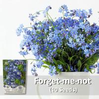 ราคา เมล็ดพันธุ์ ดอก ฟอร์เก็ตมีน็อต อย่าลืมฉัน ทนร้อน บรรจุ 10 เมล็ด Forget me not seed Flower Seeds เมล็ดพันธุ์ฟอเกตมีนอต เมล็ดดอกไม้ ต้นไม้มงคล บอนสี เมล็ดบอนสี บอนไซ ต้นไม้ บอนสีหายาก ต้นบอนไซ พันธุ์ดอก