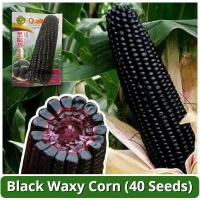 ราคา เมล็ดพันธุ์ข้าวโพดสีดำ เมล็ดข้าวโพดข้าวเหนียว บรรจุ 40 เมล็ด Organic Black Corn Seeds F1 เมล็ดข้าวโพด เมล็ดข้าวโพดสีดำ เมล็ดพันธุ์ OP แท้ ผักออร์แกนิก เมล็ดพันธุ์ผัก บอนไซ พันธุ์ผัก เมล็ดผัก ผักสวนครั