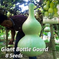 ราคา เมล็ดพันธุ์ น้ำเต้ายักษ์ น้ำเต้าเซียน เมล็ดน้ำเต้าเซียนใหญ่ F1 บรรจุ 8 เมล็ด Giant Bottle Gourd Seed Vegetable Seeds for Planting เมล็ดพันธุ์ผัก เมล็ดพันธุ์แท้OP ผักสวนครัว ผักออร์แกนิก พันธุ์ผัก เม็ด