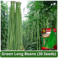 ราคา เมล็ดพันธุ์ ถั่วฝักยาว บรรจุ 30 เมล็ด Green Long Beans Seed Vegetable Seeds for Planting เมล็ดถั่วยาวสีเขียว ถั่วพุ่ม ผักออร์แกนิก เมล็ดพันธุ์ผัก บอนไซ พันธุ์ผัก เมล็ดผัก เมล็ดพันธุ์ OP แท้ ผักสวนครัว