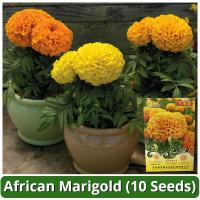 ราคา อัตรางอกสูง เมล็ดพันธุ์ ดาวเรือง F1 เมล็ดดอกดาวเรือง บรรจุ 10 เมล็ด Marigold Flower Seeds เมล็ดพันธุ์ดอกดาวเรือง เมล็ดดอกไม้ เมล็ดบอนสี ต้นไม้มงคล บอนสี ไม้ประดับมงคล ต้นไม้ฟอกอากาศ ของตกแต่งสวน เมล็ด