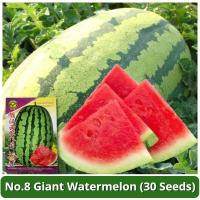 ราคา เมล็ดพันธุ์แตงโมยักษ์ เนื้อสีแดง หวานสุดๆ 30 เมล็ด No 8 Giant Watermelon Seeds เมล็ดแตงโมยักษ์ เมล็ดพันธุ์ผลไม้ เมล็ดพันธุ์ OP F1 แท้ ผลไม้อินทรีย์ ต้นไม้ผลกินได้ ต้นไม้กินผล เมล็ดผลไม้ พันธุ์ไม้ผล บอ