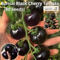 ราคา อัตรางอกสูง เมล็ดพันธุ์ มะเขือเทศเชอร์รี่ สีดำ บรรจุ 80 เมล็ด Black Cherry Tomato Seeds มะเขือเทศ มะเขือเทศเชอรี่แคระ เมล็ดพันธุ์ผัก ผักสวนครัว ต้นไม้มงคล เมล็ดบอนสี ต้นผลไม้ บอนไซ พันธุ์ผัก เมล็ดผัก 