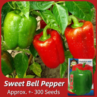ราคา เมล็ดพริกหวาน เมล็ดพันธุ์ พริกหยวก บรรจุ 300 เมล็ด Bell Pepper Seed Vegetable Seeds for Planting เมล็ดพริกหยวก ผักออร์แกนิก F1 เมล็ดพันธุ์ผัก พันธุ์ผัก เมล็ดพันธุ์พืช เมล็ดผัก เมล็ดพันธุ์ OP แท้ ผักสว