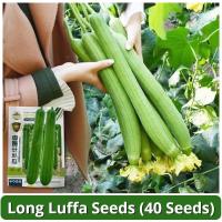 ราคา อัตรางอกสูง เมล็ดพันธุ์ใยบวบยาว บรรจุ 40 เมล็ด Long Luffa Seed Vegetable Seeds for Planting เมล็ดใยบวบยาว บวบหอมยาว เมล็ดพันธุ์ OP แท้ ผักออร์แกนิก F1 เมล็ดพันธุ์ผัก เมล็ดพันธุ์พืช พันธุ์ผัก เมล็ดผัก 
