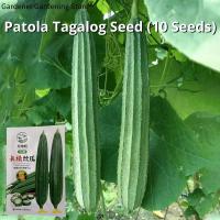 ราคา เมล็ดพันธุ์ บวบเหลี่ยม บรรจุ 10 เมล็ด Angular Luffa Seeds Vegetable Seeds for Planting เมล็ดบวบเหลี่ยม F1 เมล็ดพันธุ์แท้ OP เมล็ดผักสวนครัว เมล็ดพันธุ์ผัก บอนไซ ผักสวนครัว ผักออร์แกนิก พันธุ์ผัก เมล็ด