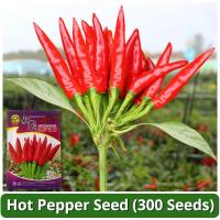 ราคา เมล็ดพันธุ์ เมล็ดพริกไทยร้อน เผ็ดจี๊ด บรรจุ 300 เมล็ด Hot Pepper Seeds Vegetable Seeds for Planting เมล็ดพันธุ์พริก เมล็ดพันธุ์ OP แท้ ผักออร์แกนิก F1 เมล็ดพันธุ์ผัก เมล็ดพันธุ์พืช พันธุ์ผัก เมล็ดผัก 