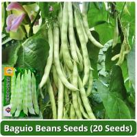 ราคา เมล็ดพันธุ์ ถั่วแขก สีเขียว F1 Green Bush Bean Seeds 20 เมล็ด Kidney Beans Snap Beans French Bean Vegetable Seeds for Planting เมล็ดพันธุ์ผัก เมล็ดพันธุ์แท้ OP ผักสวนครัว ผักสด ผักออร์แกนิก พันธุ์ผัก 