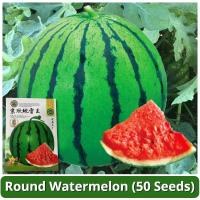 ราคา เมล็ดพันธุ์แตงโม เมล็ดแตงโม เนื้อสีแดง หวานสุดๆ บรรจุ 50 เมล็ด Sweet Watermelon Seed Fruit Seeds เมล็ดพันธุ์ผลไม้ เมล็ดพันธุ์ OP F1 แท้ ผลไม้อินทรีย์ ต้นไม้ผลกินได้ ต้นไม้กินผล เมล็ดผลไม้ พันธุ์ไม้ผล 