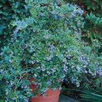 ราคา 25 เมล็ด บูลเบอร์รี่ เมล็ดเบอรรี่ Blueberry Seeds สายพันธุ์ Sunshine Blue Southern Highbush (21239524694)