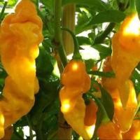ราคา 15 เมล็ด พริกที่เผ็ดที่สุดในโลก พริกปีศาจ พริก ทานได้ ปลูกได้ทุกที่ Ghost Pepper Chilli Seeds สายพันธุ์ Bhut Jolokia Yellow Ghost (21353621423)