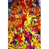 ราคา เมล็ดพันธุ์พริกสีรุ้ง (21648801579)