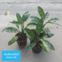 ราคา ต้นเขียวหมื่นปี ต้นพาร่ำรวย Aglaonema Maria Chinese Evergreen กระถาง 5 เป็นต้นไม้มงคล ให้ความเป็นสิริมงคล อายุยืนหมื่นปี และฟอกอากาศได้ดี เลี้ยงง่าย ชอบแดดรำไร วางประดีบไว้ในบ้านดีงามคะ (21479142913)