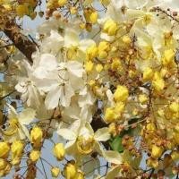 ราคา 15 เมล็ด ดอกคูน ดอกคูณ ราชพฤกษ์ คูน Golden shower Indian laburnum Pudding pipe tree Seeds ดอกสีขาว (21282136256)