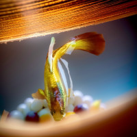 ราคา ปลาหางนกยูง Super Gold สีเหลืองทอง สวยๆ ตัวจิ๋ว ได้ผู้ เมีย ปลาสวยงาม (21629032147)