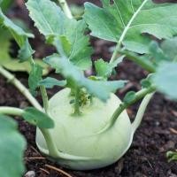 ราคา 200 เมล็ด กะหล่ำปม กะหล่ำปม โคห์ลราบิ ผักกาดหัวบนดิน Kohlrabi (21741514844)