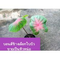 ราคา หน่อต้นบอนสี หน่อบอนสีช้างเผือกใบบัว color caladium shoot ลายสีแดงเป็นแฉกตรงกลางใบ สวยงามน่ารักเป็นไม้มงคล ปลูกง่าย (16223000404)