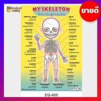 ราคา โครงกระดูก ของฉัน EQ 480ภาพโปสเตอร์ โปสเตอร์ คำศัพท์ รอบตัว ชีวิตประจำวัน ภาษาอังกฤษ ไทย (19733427843)