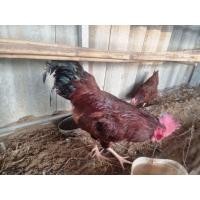 ราคา ไข่เชื้อไก่ไข่ สายพันธุ์โร๊ดไอแลนด์เรด เลี้ยงแบบอินทรีย์ เก็บสด ไข่เชื้อ ไข่ไก่ (21366301677)