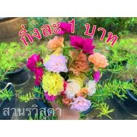 ราคา ขั้นต่ำ 20 กิ่ง แพรเซี่ยงไฮ้ คุณนายตื่นสาย คละสี 20กิ่ง พร้อมส่งด่วนค่ะ (10160227934)