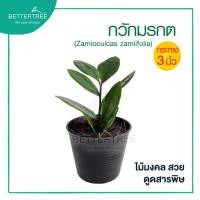 ราคา กวักมรกตเขียว กระถาง 3 นิ้ว ไม้ฟอกอากาศ ต้นไม้มงคล (21458279221)