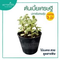 ราคา เบี้ยเศรษฐี กระถาง 3 นิ้ว ไม้ฟอกอากาศ ต้นไม้มงคล (21516692979)