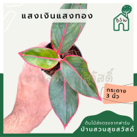 ราคา แสงเงินแสงทอง พร้อมกระถาง 3 นิ้ว (21388774864)