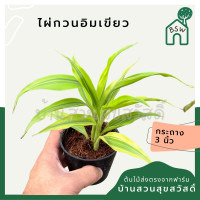 ราคา ไผ่กวนอิมเขียว พร้อมกระถาง 3 นิ้ว (21388967990)