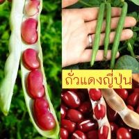 ราคา ถั่วแดงญี่ปุ่น 10แถม1 ถูกที่สุด 10 บ เมล็ดพันุธุ์ถัวแดงญี่ปุ่นAzuki 20 120 เมล็ด ปลูกง่าย ทนร้อน ให้ผลผลิตสูง (21527192739)