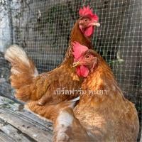 ราคา ไข่เชื้อไก่ไข่พันธุ์โรดไอแลนเรด เชื้อแข็งแรง พ่อพันธุ์ 1ต่อแม่พันธุ์3 (21522742616)
