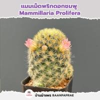 ราคา รวมกระบองเพชรและไม้อวบน้ำ หลายสายพันธุ์ ส่งทั้งกระถาง กุหลาบหิน cactus succulent (21427973845)