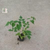 ราคา ต้นปีบ Indian cork tre4 ถุงเพาะ 3 1 ต้น 19 3ต้น 50 ไม้ยืนต้น ดอกเขาวหอม เลี้ยงเพื่อให้ได้รมเงา (20014682351)