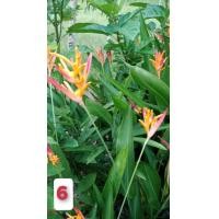 ราคา เฮลิโคเนีย 8ชนิดให้เลือก ตัดใบล้างราก เฮลิโคเนีย robsterclaw ธรรมรักษา บรรไดสวรรค์ บันไดสวรรค์ สร้อยกัณทรี สร้อยกัทรี ลอรีน่า ก้ามกุ้ง ก้าม (16785055103)