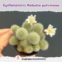 ราคา รวมกระบองเพชรและไม้อวบน้ำ หลายสายพันธุ์ ส่งทั้งกระถาง กุหลาบหิน cactus succulent (21616796017)