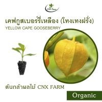 ราคา เคพกูสเบอร์รี่ สีเหลือง Organic Yellow Cape Gooseberry โทงเทงฝรั่ง (21502660637)