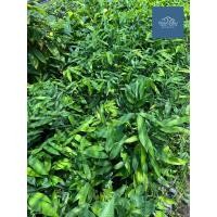 ราคา ต้นลำดวน ต้นหอมนวล ไม้มงคลมีดอกหอม สูง 15 เซนติเมตรขึ้นไป เสียหายเคลมฟรี (21754992315)