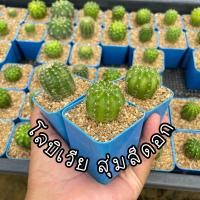ราคา โลบิเวีย สุ่มสีดอก ขนาด 3cm (20683707728)