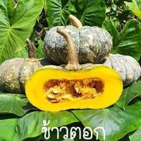 ราคา เมล็ดฟักทองลายข้าวตอก 20เมล็ด 10 บาท (21135526372)