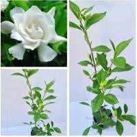 ราคา ต้นพุดซ้อนแคระ ถุงชำ 2 นิ้ว (21548489490)