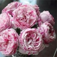 ราคา เถาวัลย์ปีนกุหลาบกุหลาบกุหลาบกุหลาบดอกสีรุ้งเถาในร่มไม้กระถางสวนดอกไม้สี่ฤดู (21306429030)