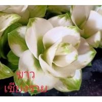 ราคา ปทุมมา 4ชนิด แยกให้เลือก ราคาต่อหัว กระเจียวบัว ทิวลิปสยาม นกแก้ว602 ขาวโนวส์ เชียงใหม่พิงค์ ขาวเชียงราย หัวพันธุ์ กระเจียว (12831548562)