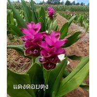 ราคา ปทุมมา 13ชนิด1หัว สั่งขั้นต่ำ3หัว หัว กระเจียวบัว ทิวลิปสยาม นกแก้ว602 ขาวโนวส์ เชียงใหม่พิงค์ ขาวเชียงราย หัวพันธุ์ (21385623602)