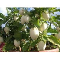 ราคา มะเขือไข่เต่าขาว 100 เมล็ด 10 บาท (20566403545)