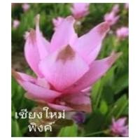 ราคา ปทุมมา 4ชนิด แยกให้เลือก ราคาต่อหัว กระเจียวบัว ทิวลิปสยาม นกแก้ว602 ขาวโนวส์ เชียงใหม่พิงค์ ขาวเชียงราย หัวพันธุ์ กระเจียว (12831548560)