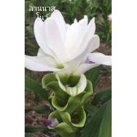ราคา ปทุมมา 4ชนิด แยกให้เลือก ราคาต่อหัว กระเจียวบัว ทิวลิปสยาม นกแก้ว602 ขาวโนวส์ เชียงใหม่พิงค์ ขาวเชียงราย หัวพันธุ์ กระเจียว (12831548561)